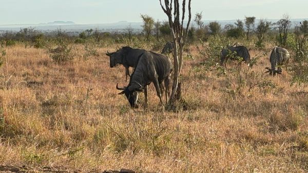 南アフリカ・クルーガー国立公園「クルーガー国立公園」の写真：最終日-3