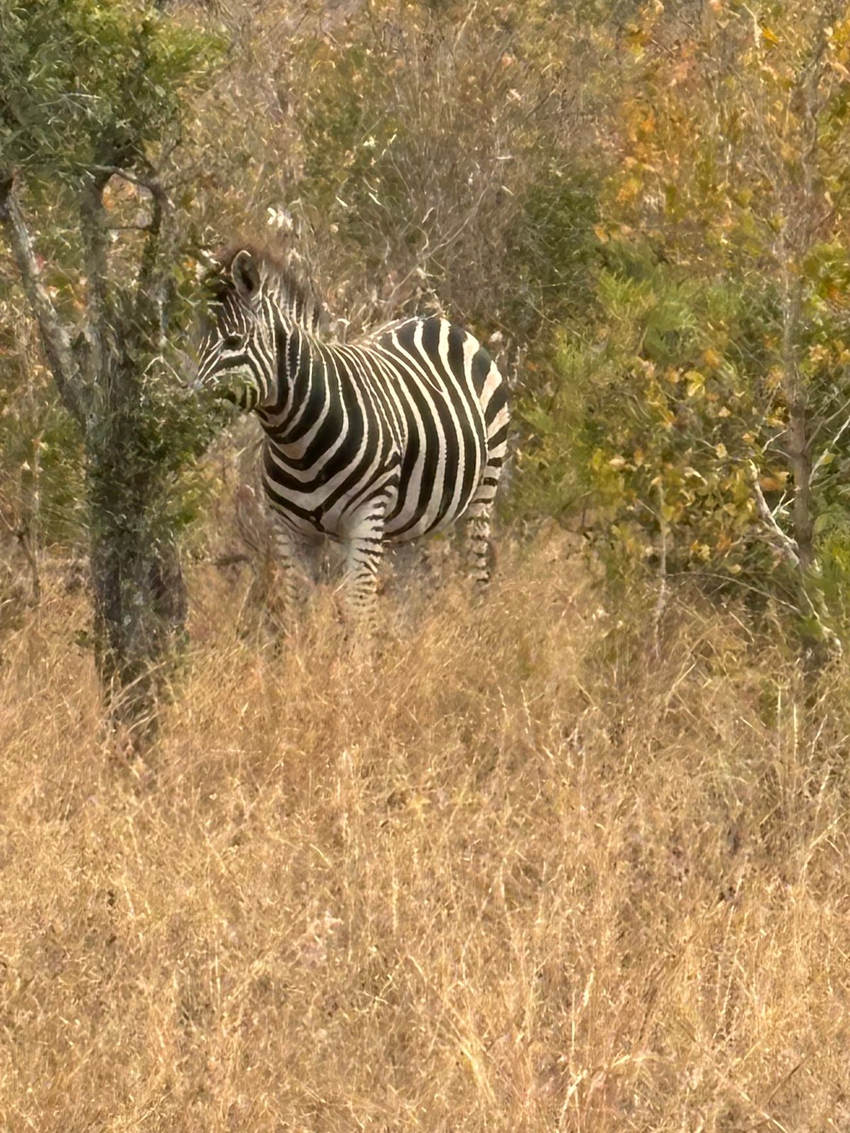 初日
MalelaneゲートからPaul Krugerゲートへ約半日のゲー...