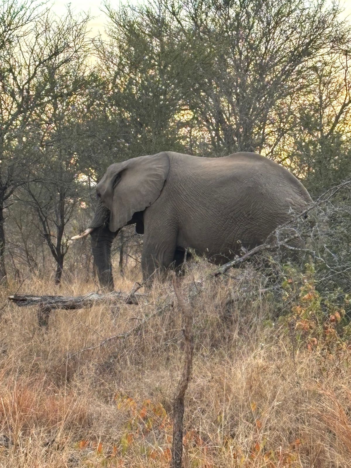 最終日
まだ見ていないサイを見ようと頑張りましたが見れませんでした。
本日...