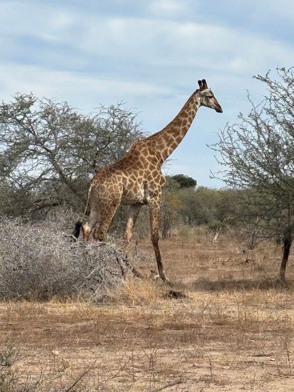 南アフリカ・クルーガー国立公園「クルーガー国立公園」の写真：最終日-6