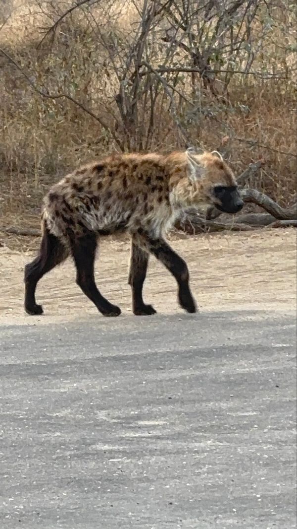 南アフリカ・クルーガー国立公園「クルーガー国立公園」の写真：初日
MalelaneゲートからPaul...