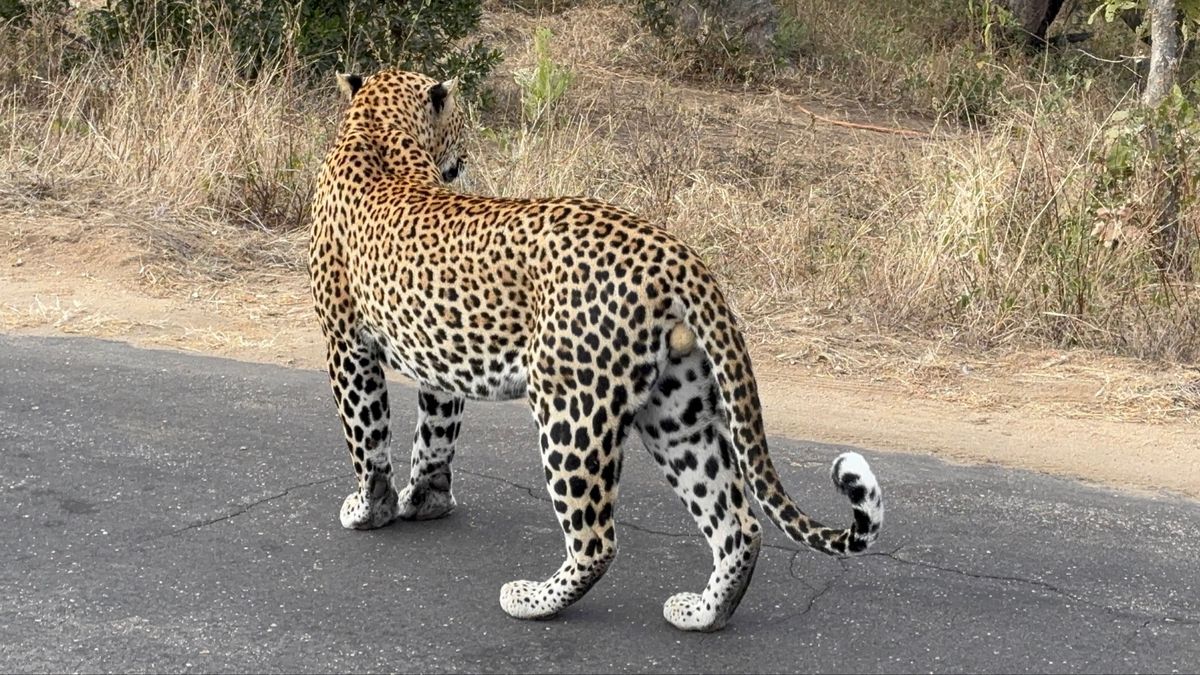 2日目
1番のハイライトは豹を間近で見れたところでした。サファリカーの横を...