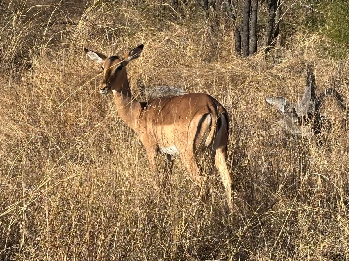 初日
MalelaneゲートからPaul Krugerゲートへ約半日のゲー...