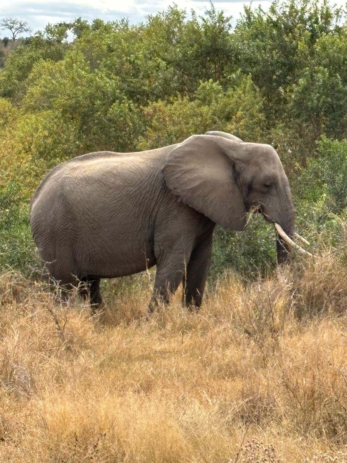 2日目
1番のハイライトは豹を間近で見れたところでした。サファリカーの横を...