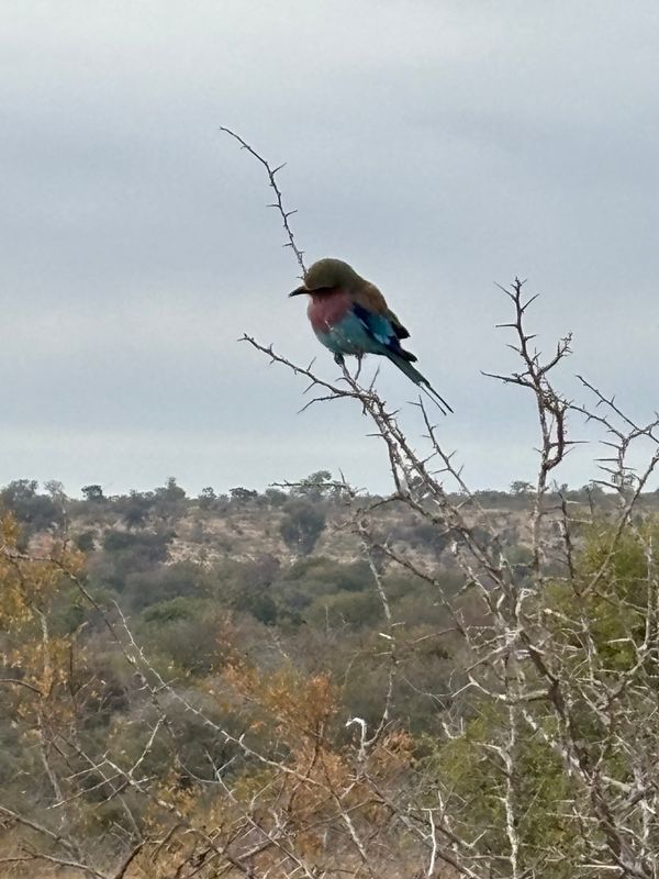 南アフリカ・クルーガー国立公園「クルーガー国立公園」の写真：2日目-4