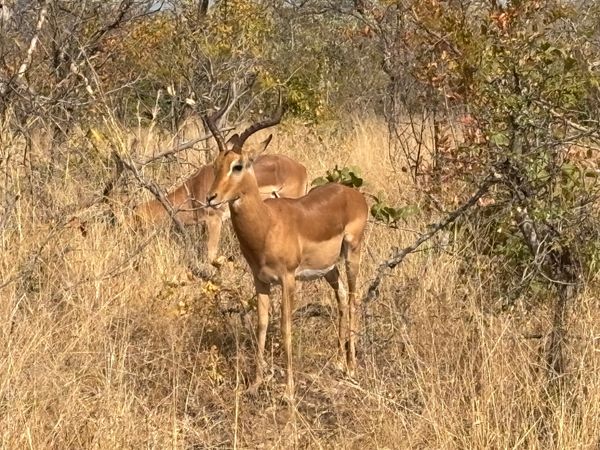 南アフリカ・クルーガー国立公園「クルーガー国立公園」の写真：最終日-7