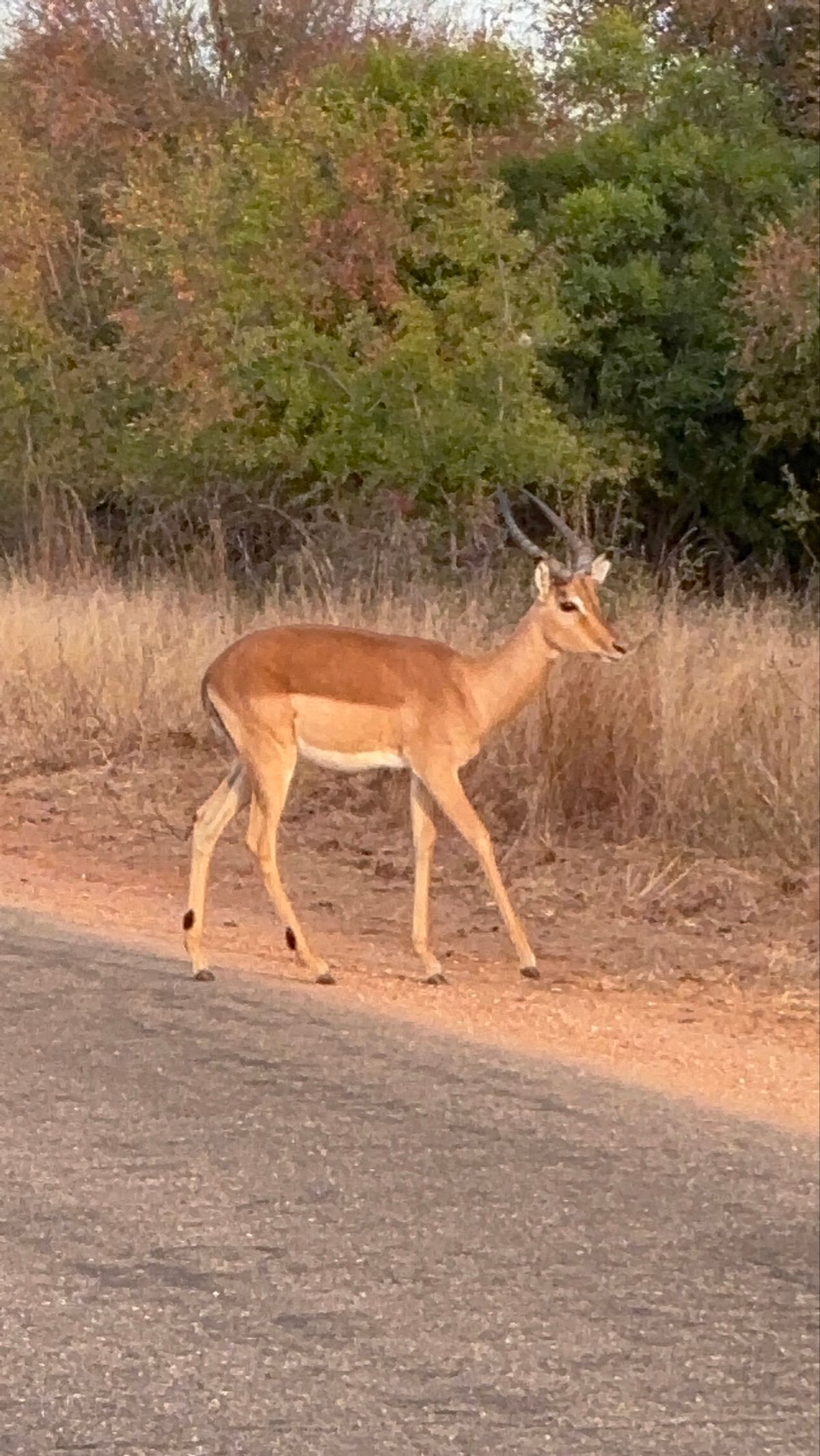 最終日
まだ見ていないサイを見ようと頑張りましたが見れませんでした。
本日...
