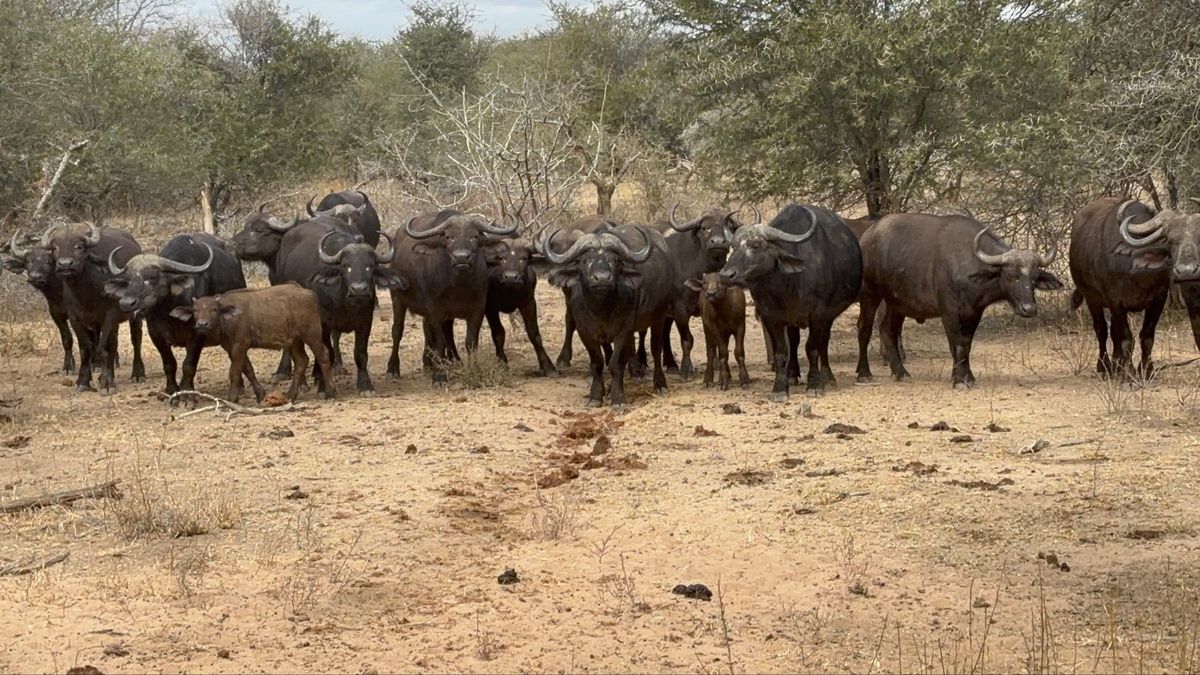 2日目
1番のハイライトは豹を間近で見れたところでした。サファリカーの横を...