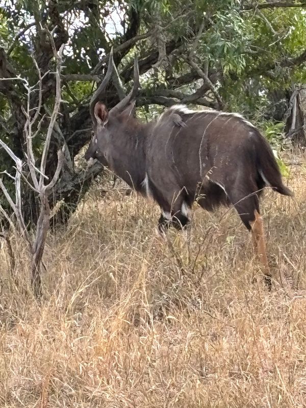 南アフリカ・クルーガー国立公園「クルーガー国立公園」の写真：最終日-5