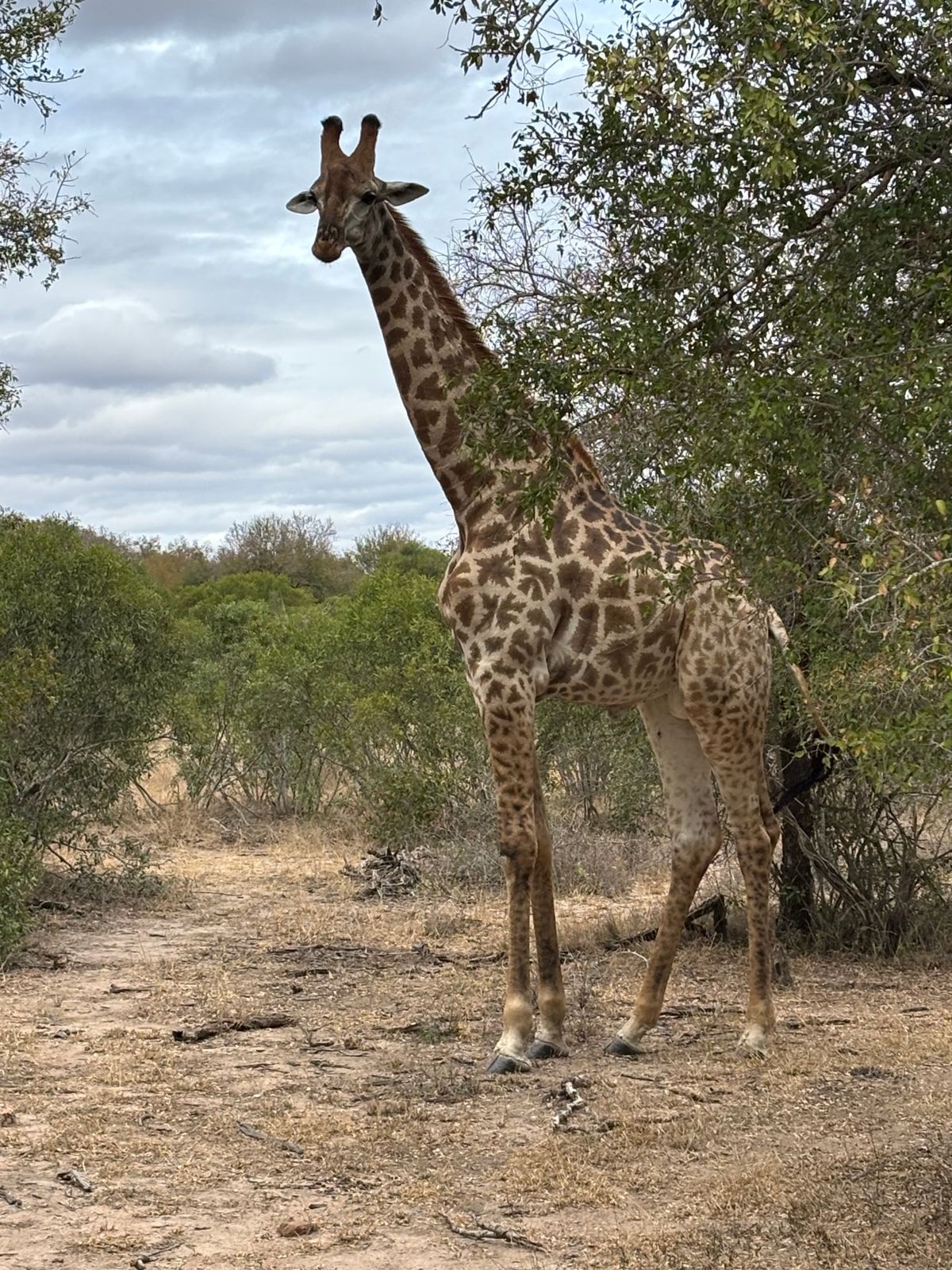 2日目
1番のハイライトは豹を間近で見れたところでした。サファリカーの横を...