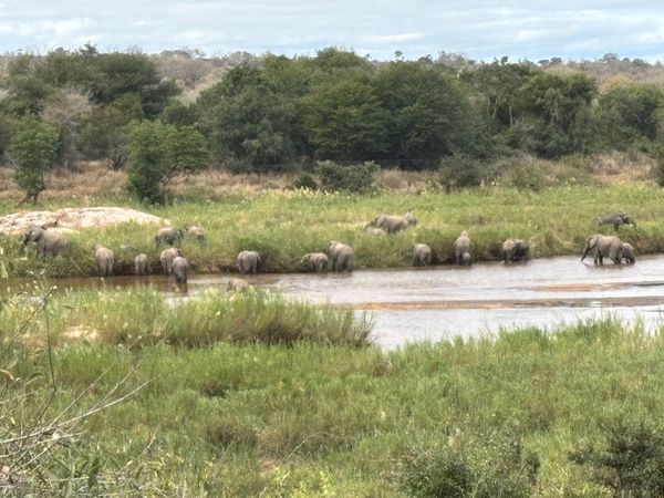 南アフリカ・クルーガー国立公園「クルーガー国立公園」の写真：2日目-3