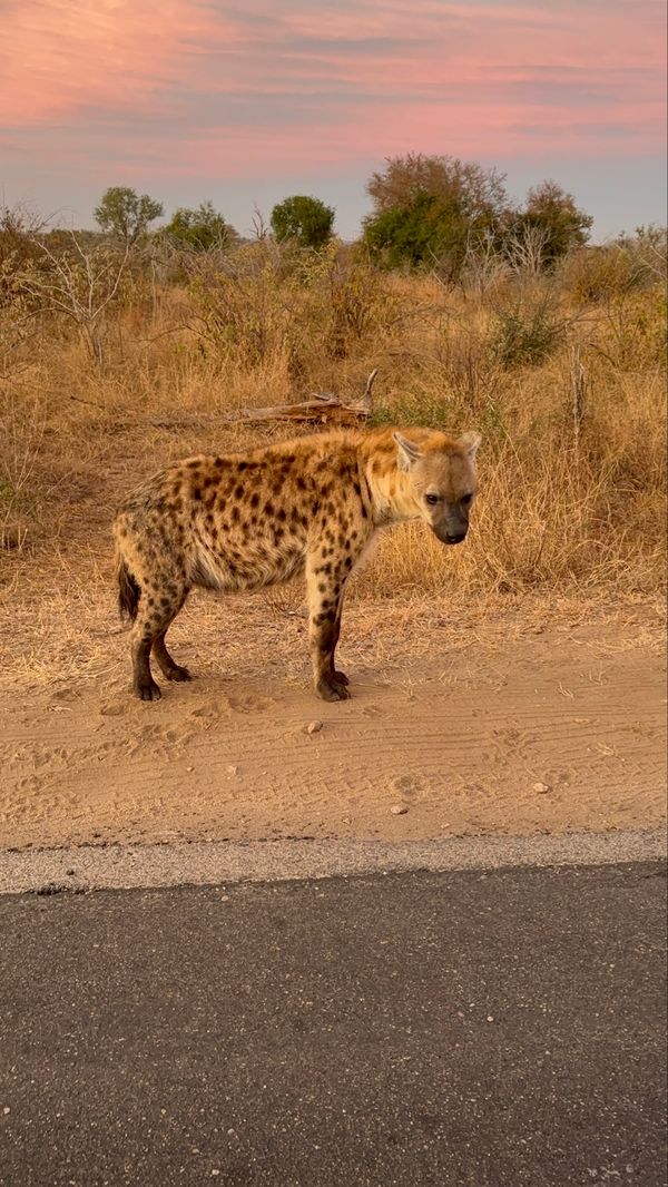 南アフリカ・クルーガー国立公園「クルーガー国立公園」の写真：最終日
まだ見ていないサイを見ようと頑張...