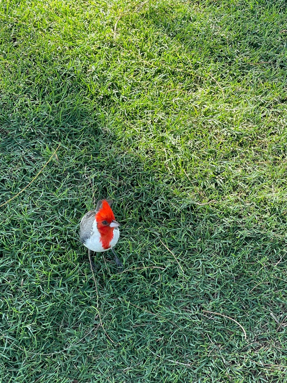 パブリックのワイルアゴルフコースは安くて楽しい😃