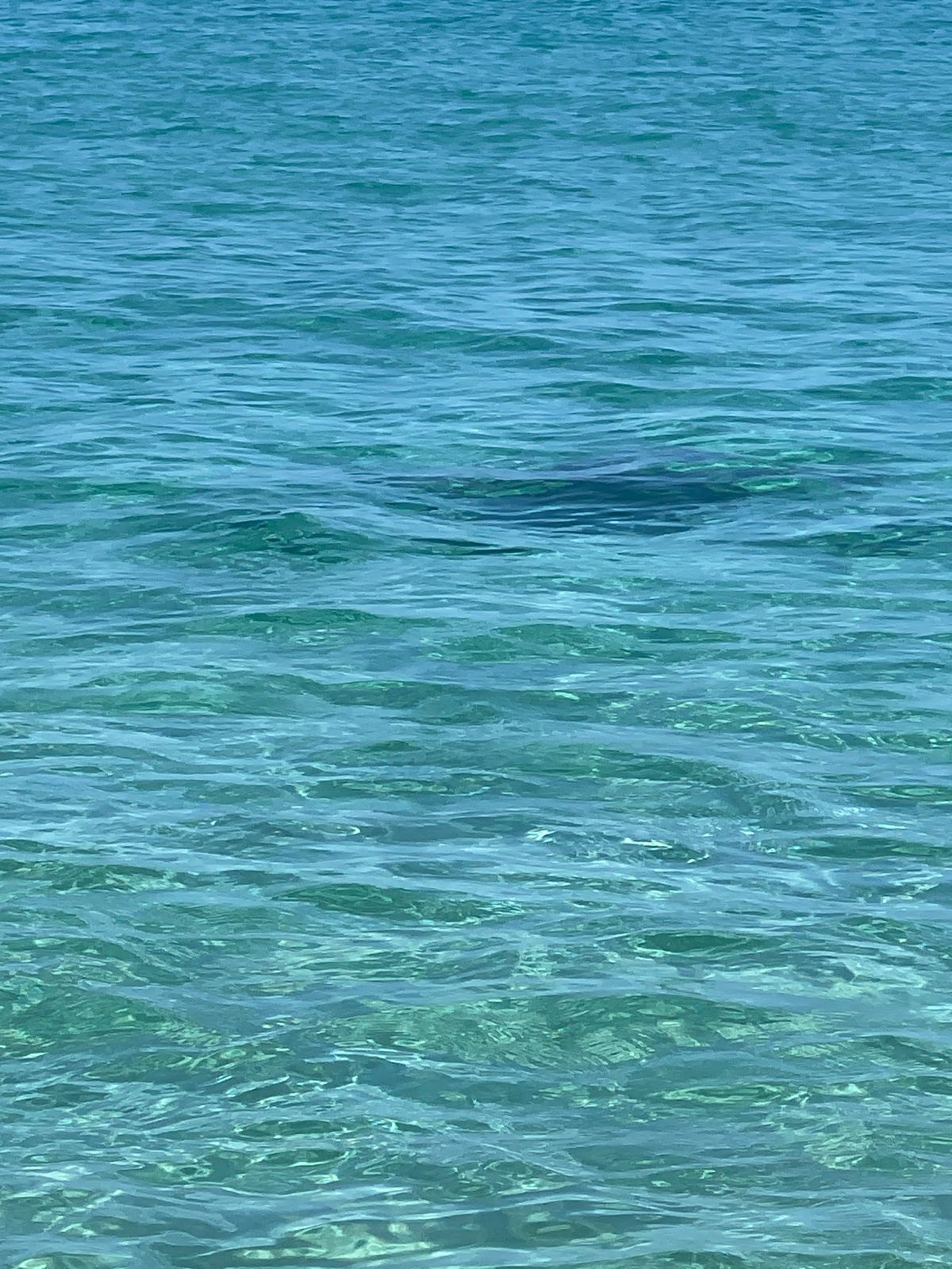 今年もワイメアビーチに来た🏖️
ワイキキとは比べ物にならないキレイな海と砂😍