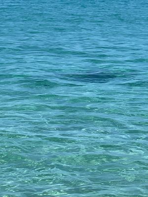 今年もワイメアビーチに来た🏖️
ワイキキとは比べ物にならないキレイな海と砂😍
