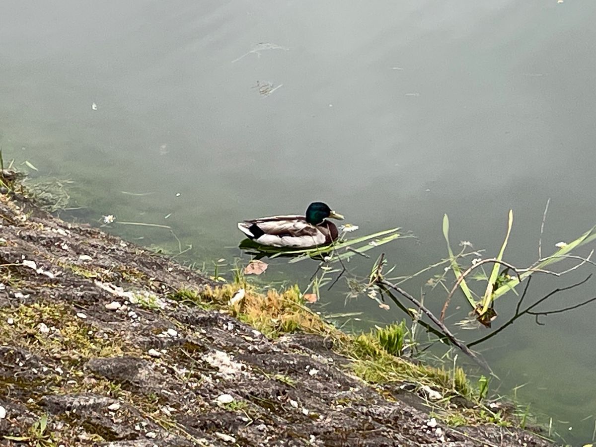 朝食後は少し足を伸ばして高松が池へ。ここは盛岡市民の憩いの場。バードウォッ...