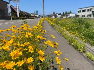 今回は新幹線で新花巻へ。そこから徒歩で宮沢賢治関連の施設へ。行く途中には賢...