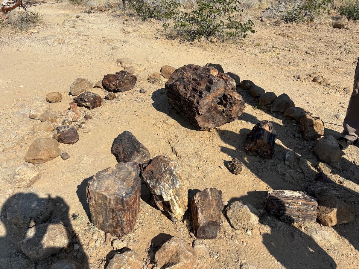 Petrified Forest
化石の森。化石になった木がたくさんありま...