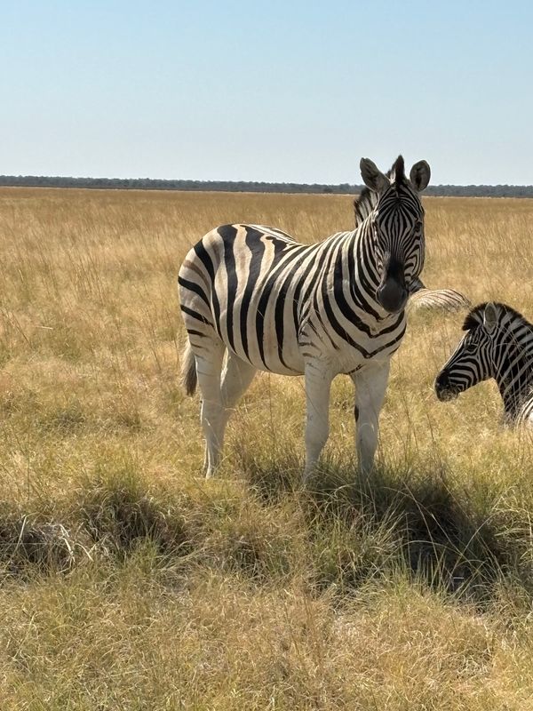 ナミビア・ナミブ砂漠「ナミビア、ジンバブエ、南アフリカ」の写真：エトーシャ国立公園1
北側のKing N...