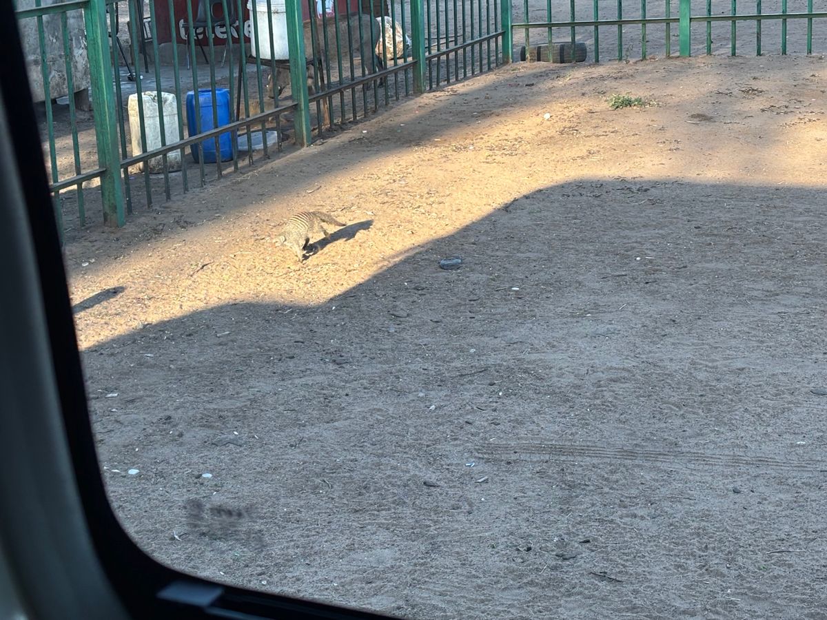 ジンバブエに戻り、ホテルまでの送迎中、ザンベジ国立公園を通るため、バッファ...