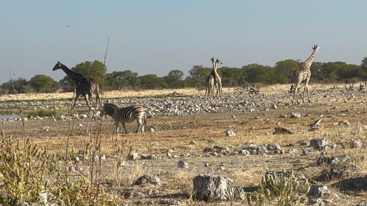 エトーシャ国立公園4