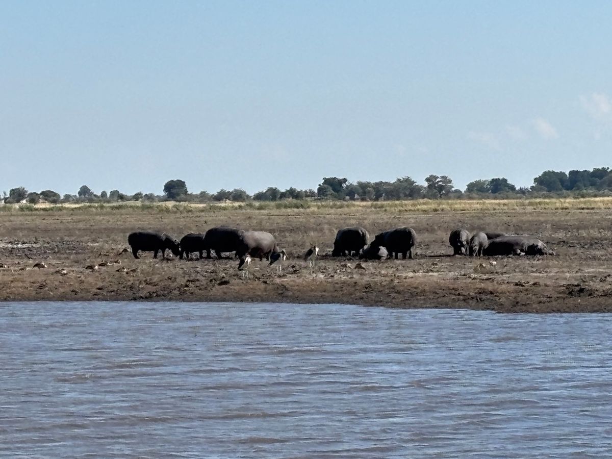 チョベ国立公園でサファリに行きました。他の国立公園ではなかなか見れないカバ...