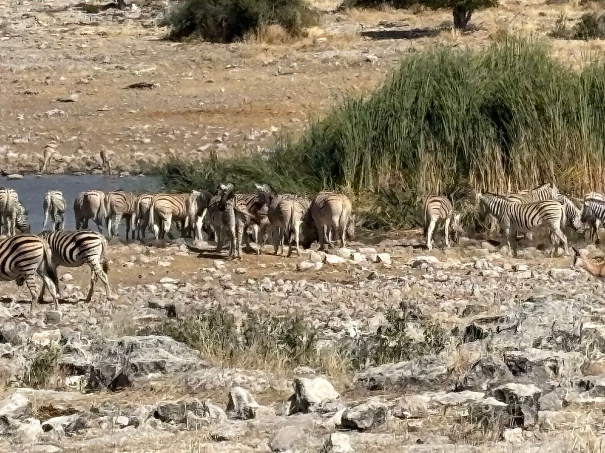 エトーシャ国立公園6