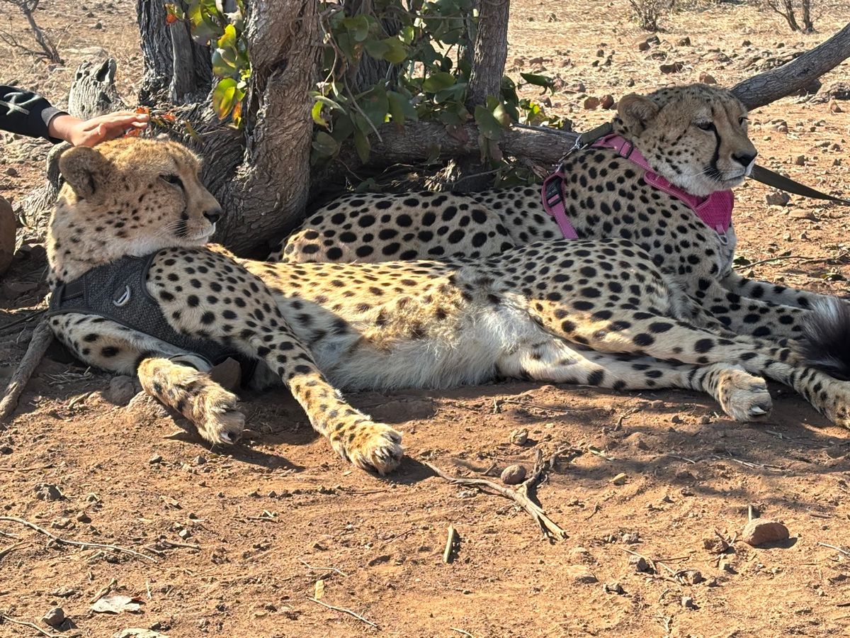 Elephant and cheetah experience: chee...