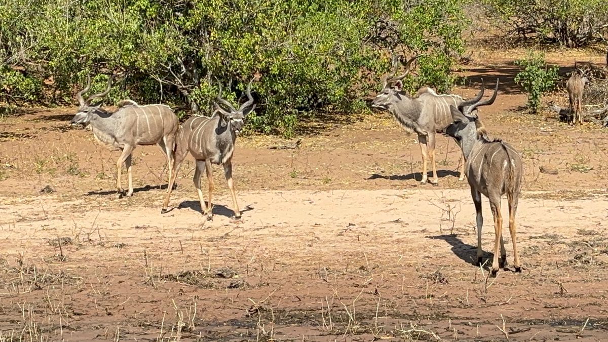 午後からボートクルーズを楽しみました。川から見る動物たちは異なる表情を見せ...