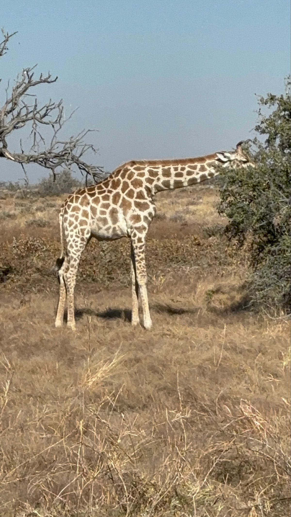 エトーシャ国立公園5
