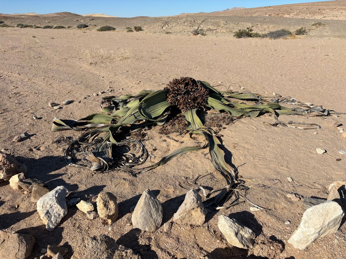 ウェルウィッチア
柵に囲われており、厳重に管理されています。上からよく見え...