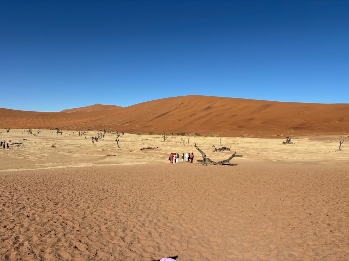 ナミブ砂漠のデッドプレイに行きました。900年前の木の化石が当時の姿で立っ...