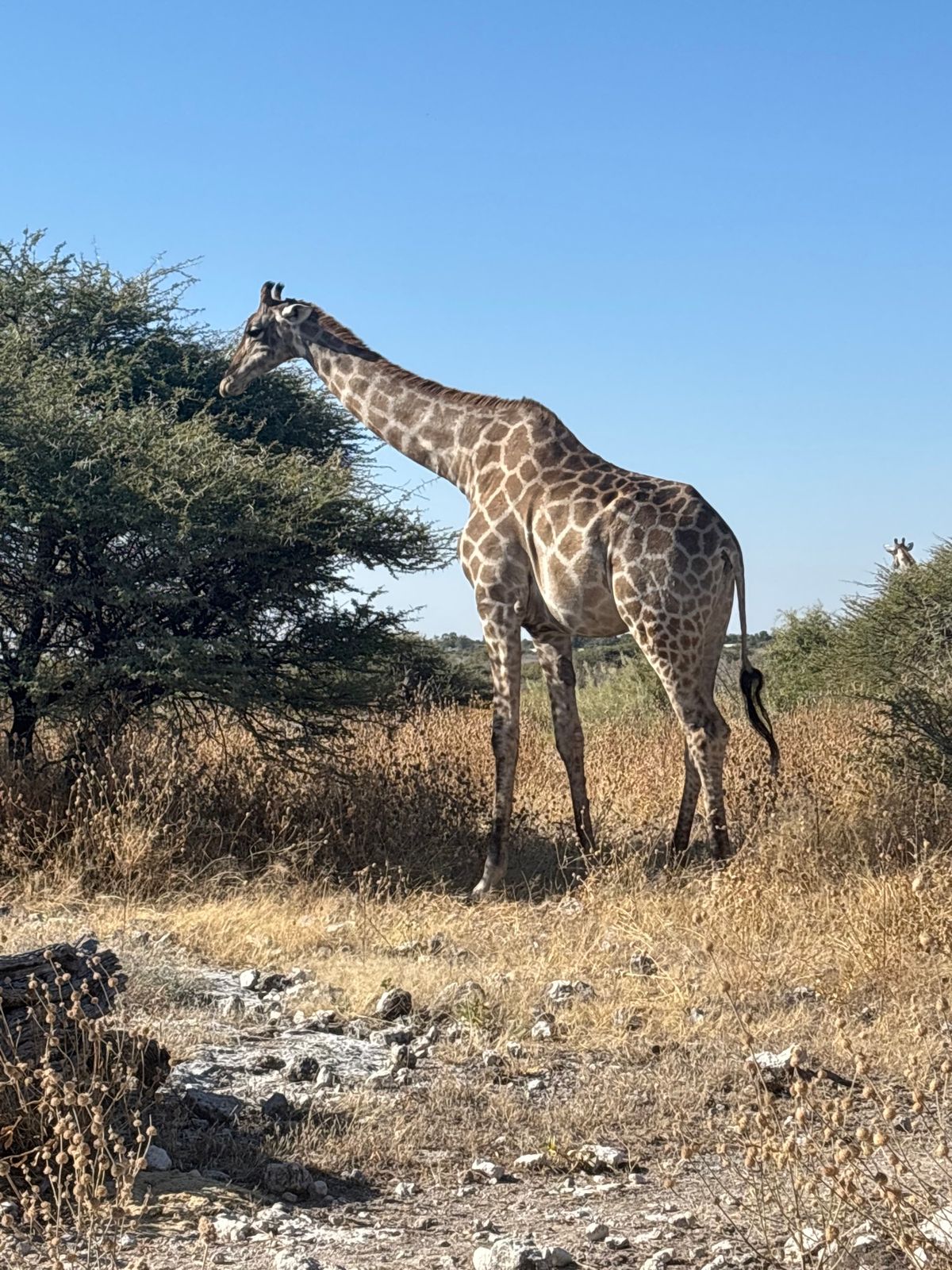 エトーシャ国立公園3