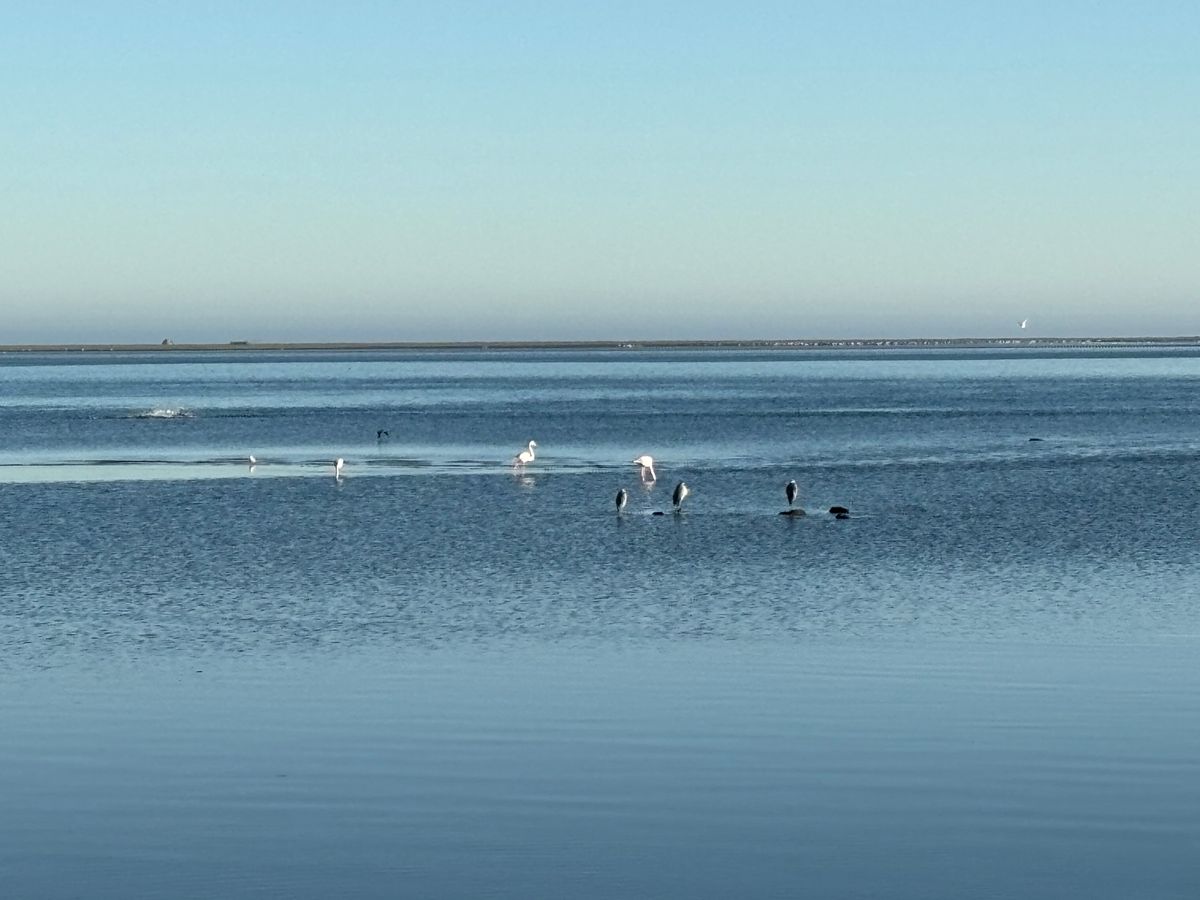 ウォルビスベイでフラミンゴを見に行きました。