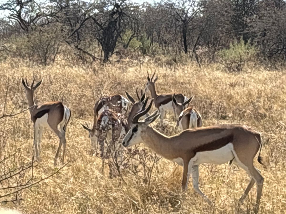 エトーシャ国立公園3