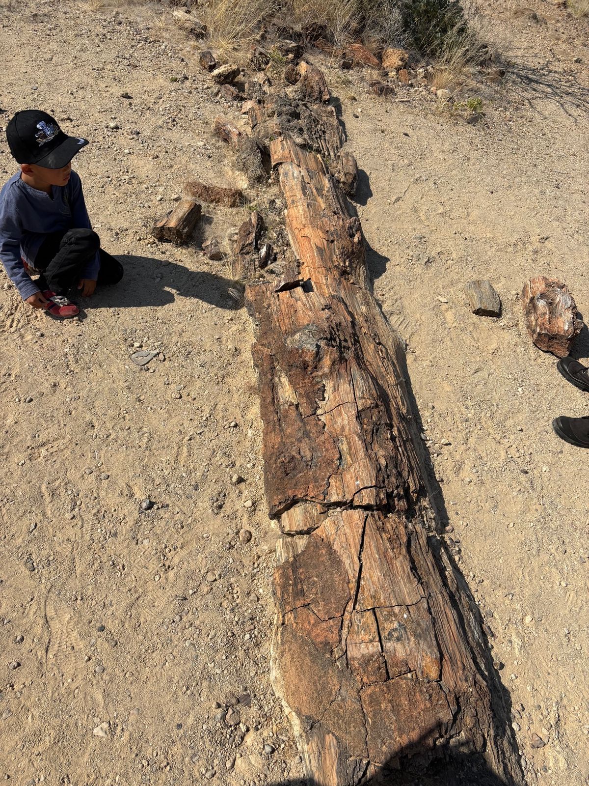 Petrified Forest
化石の森。化石になった木がたくさんありま...