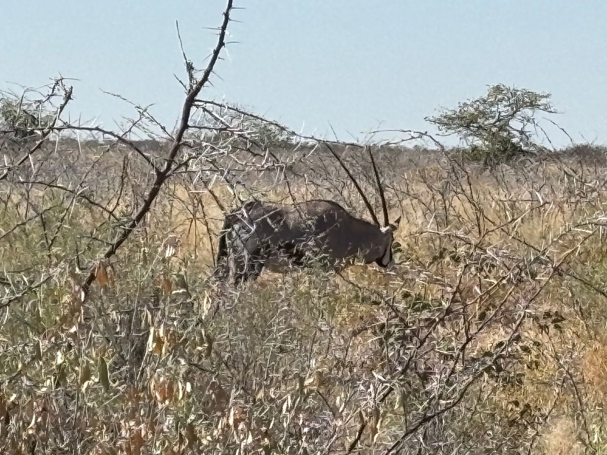 エトーシャ国立公園6