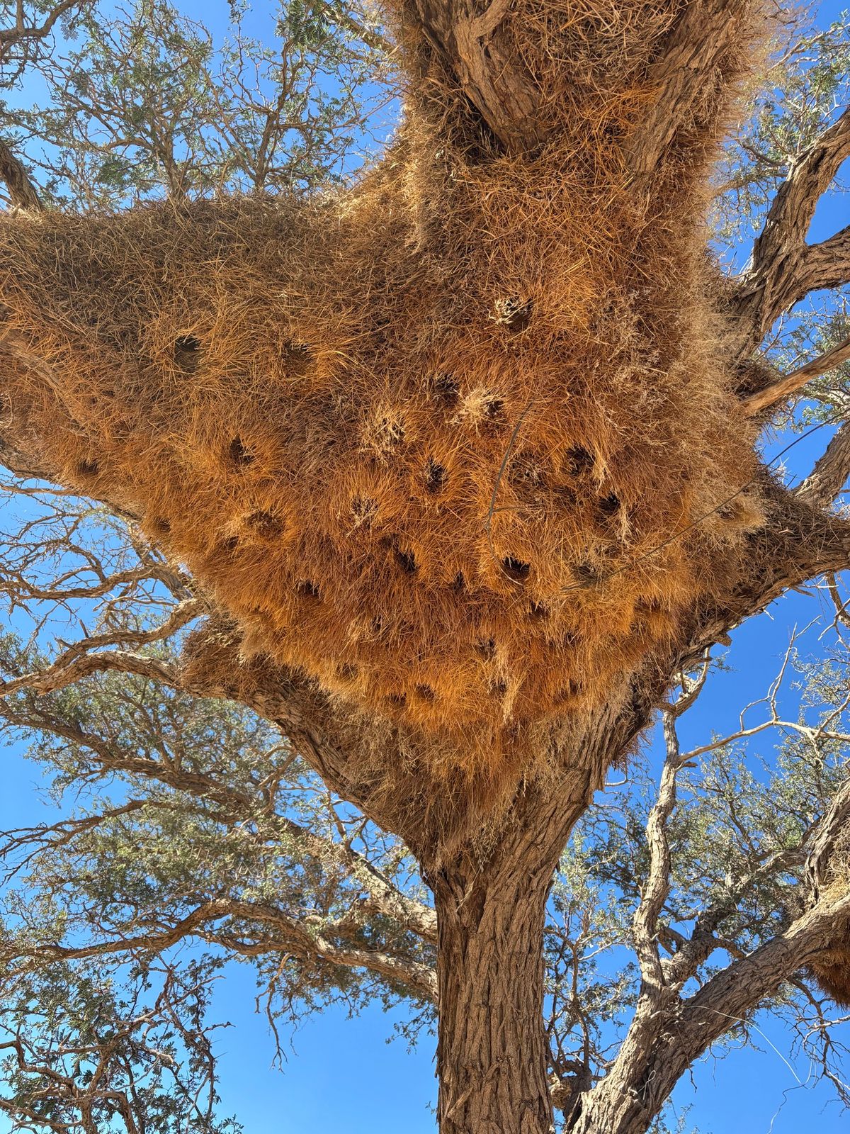 シャカイハタオリという鳥の巣。息子が大興奮でした。
