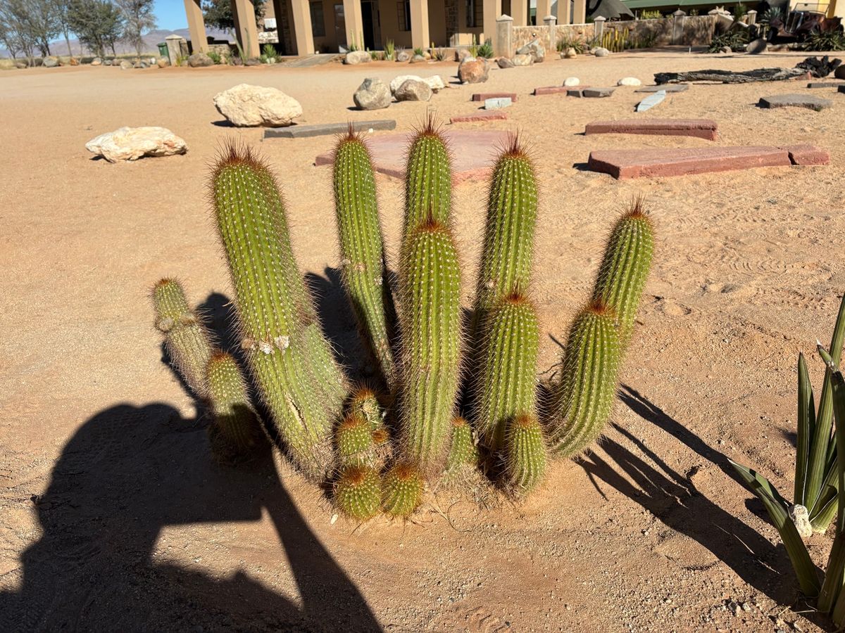 solitaire lodge
なかなか休憩出来る場所がないですか、ここで...