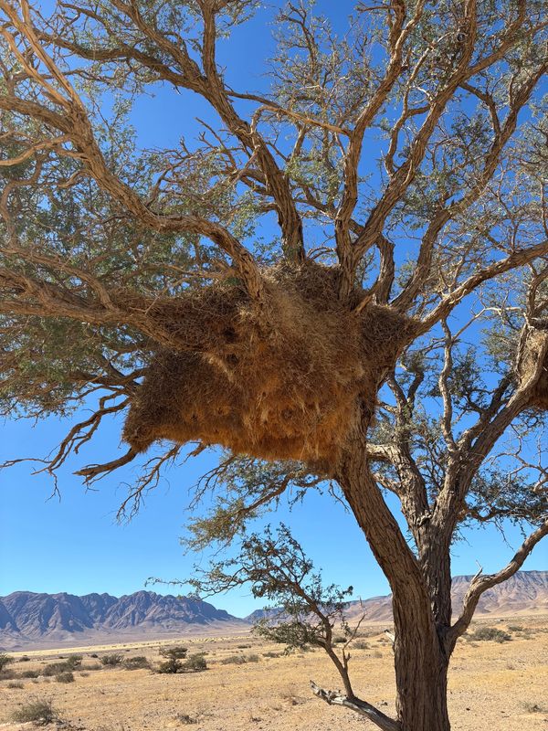 ナミビア・ナミブ砂漠「ナミビア、ジンバブエ、南アフリカ」の写真：シャカイハタオリという鳥の巣。息子が大興...