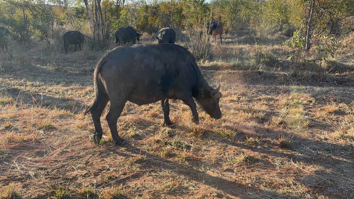 ジンバブエに戻り、ホテルまでの送迎中、ザンベジ国立公園を通るため、バッファ...