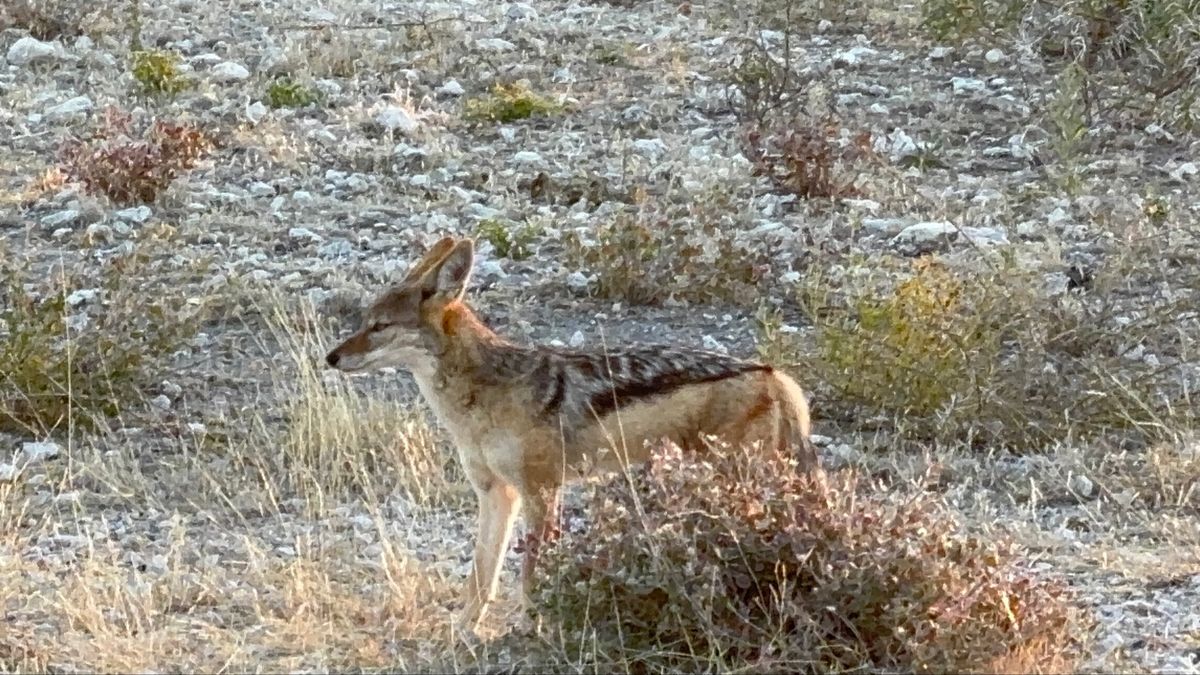 エトーシャ国立公園4