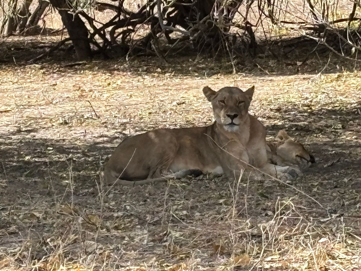 チョベ国立公園でサファリに行きました。他の国立公園ではなかなか見れないカバ...
