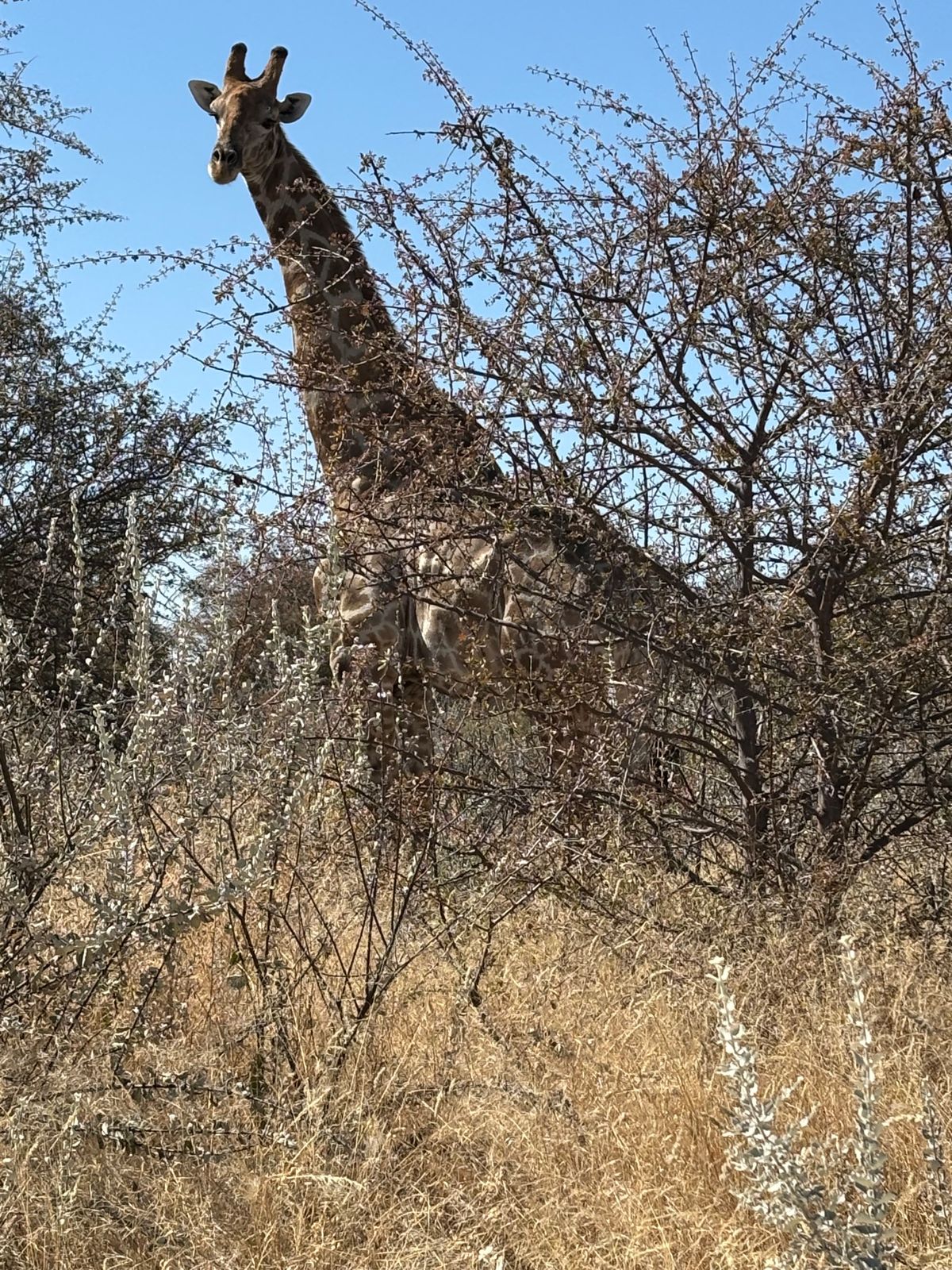 エトーシャ国立公園1
北側のKing Nehale Gateから入場。入る...