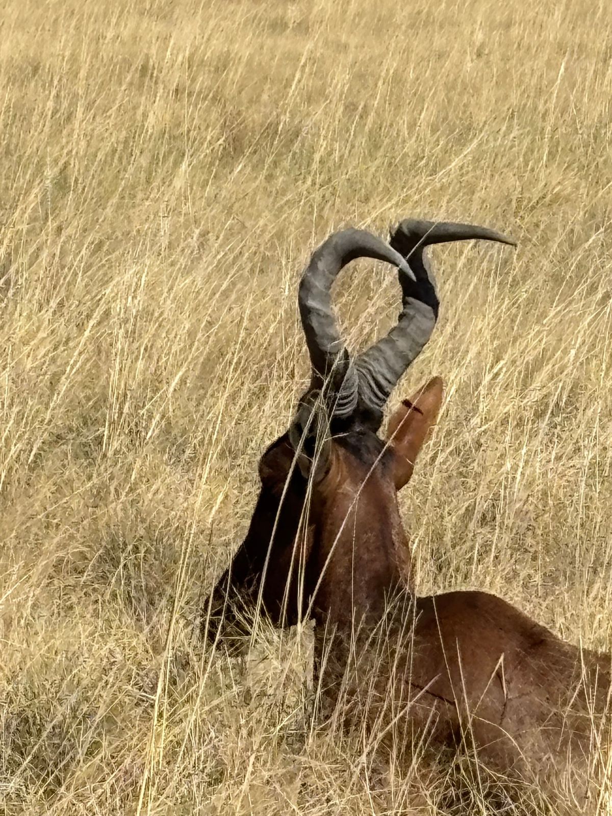 エトーシャ国立公園1
北側のKing Nehale Gateから入場。入る...