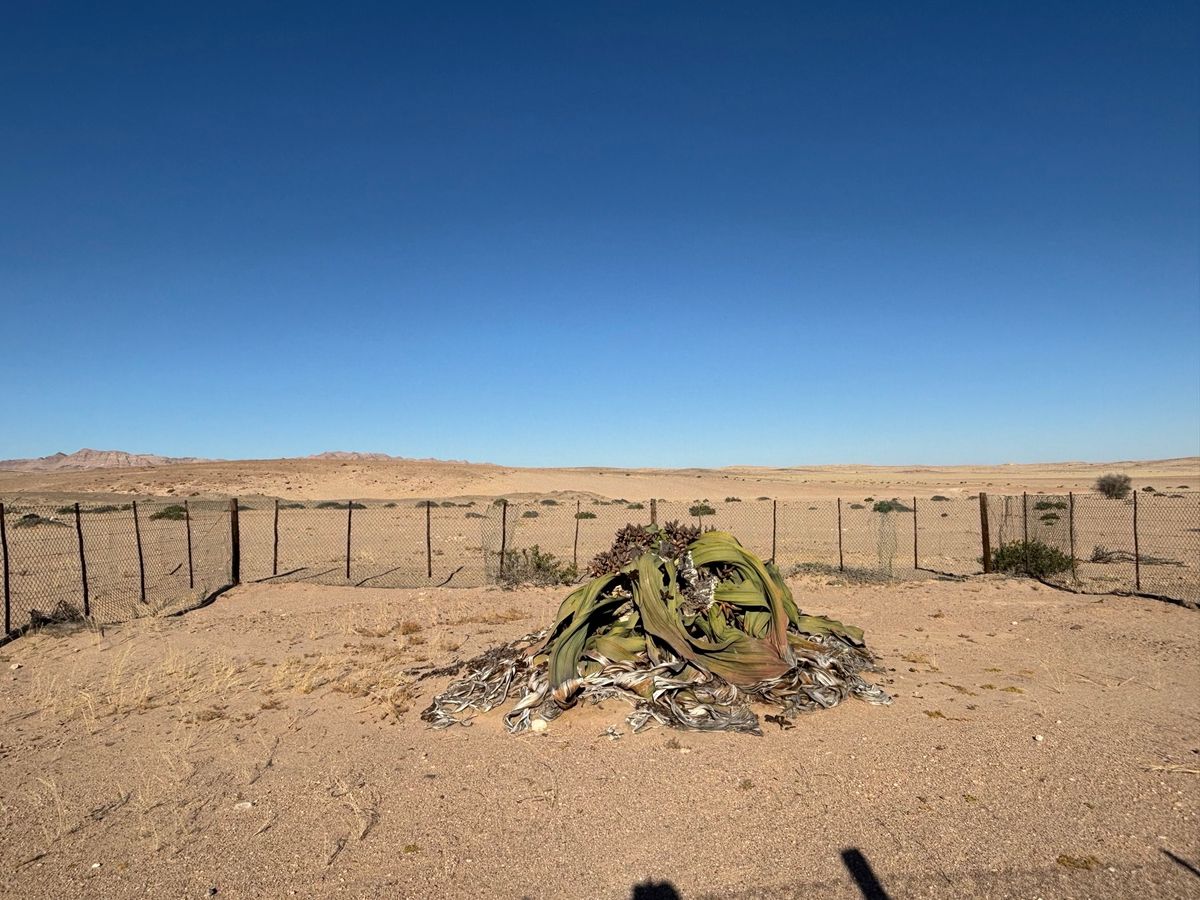 ウェルウィッチア
柵に囲われており、厳重に管理されています。上からよく見え...