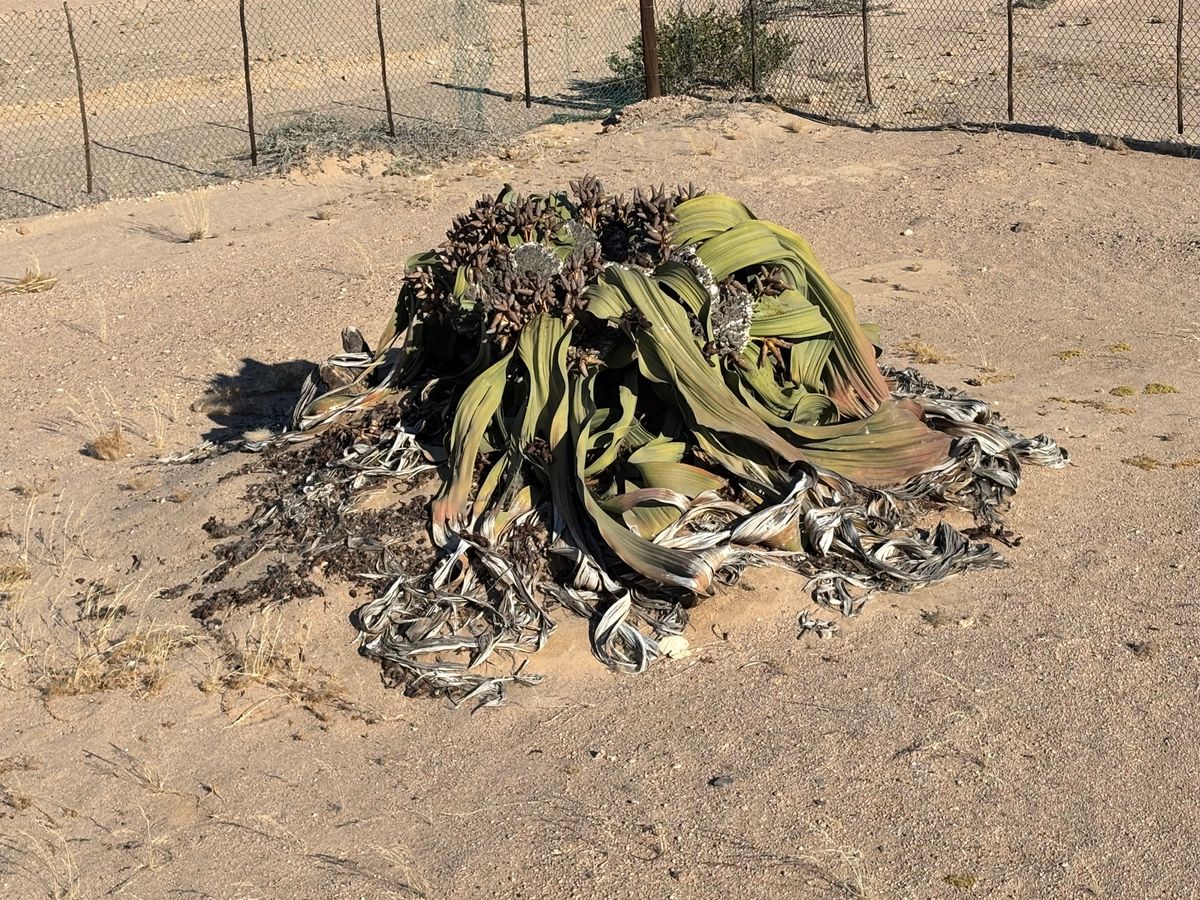 ウェルウィッチア
柵に囲われており、厳重に管理されています。上からよく見え...