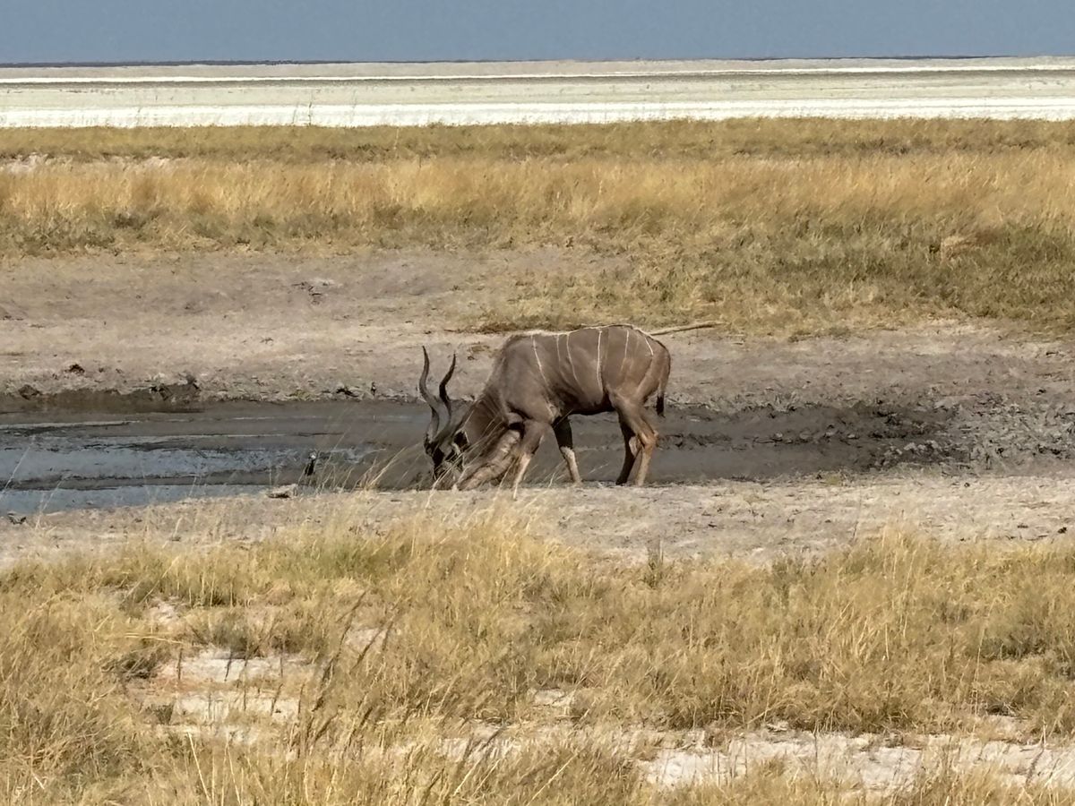エトーシャ国立公園1
北側のKing Nehale Gateから入場。入る...