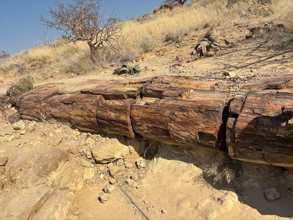 ナミビア・ナミブ砂漠「ナミビア、ジンバブエ、南アフリカ」の写真：Petrified Forest
化石の...