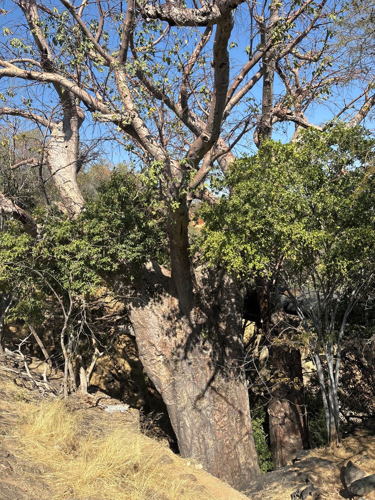 Ruacana Fallsに行きました。近所の若者がたむろしており、滝の案...